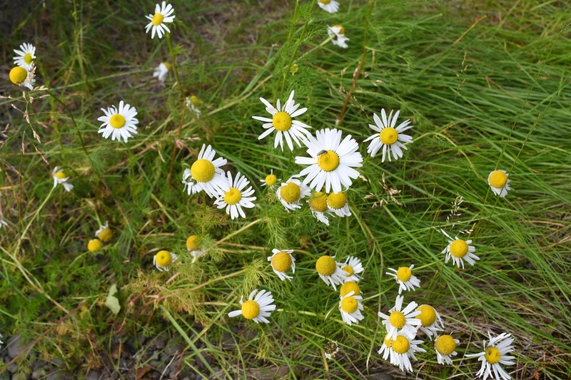 Tripleurospermum hookeri photo 8