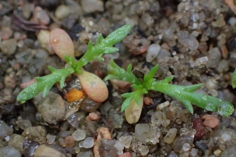 Scentless False Mayweed photo 5
