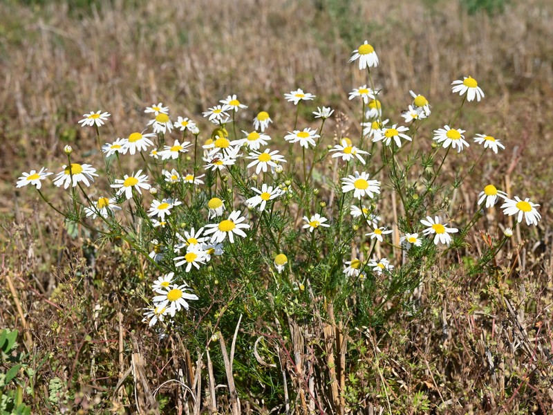 Scentless False Mayweed photo 6