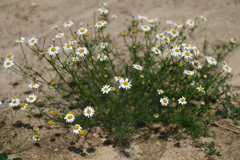 Scentless False Mayweed photo 7