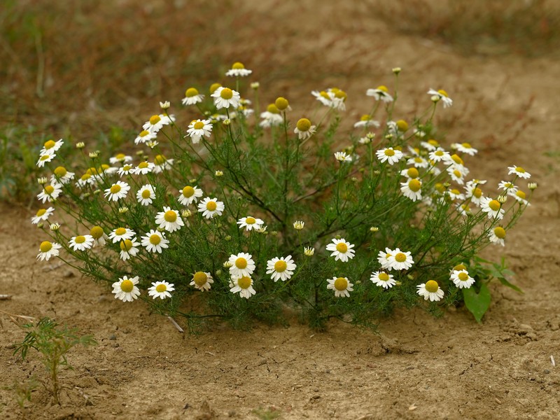Scentless False Mayweed photo 8