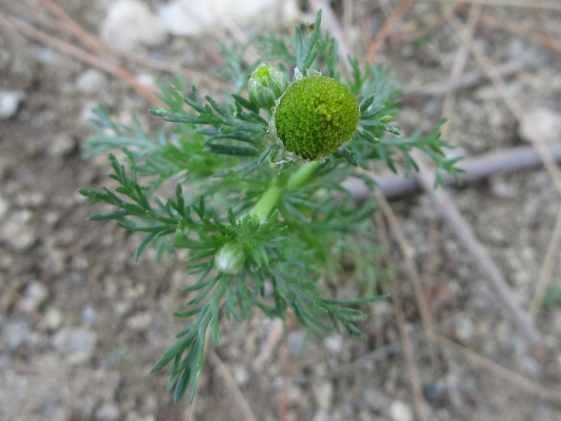 Tripleurospermum limosum