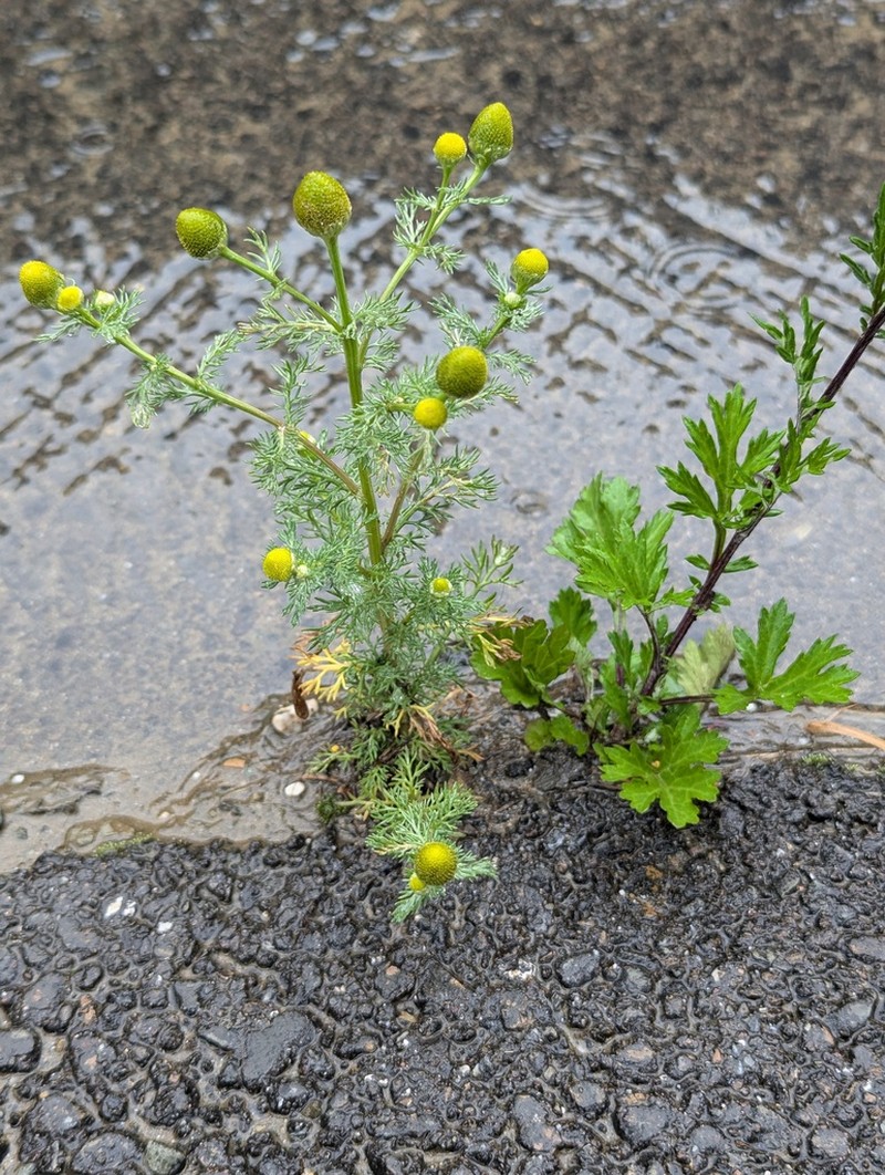 Tripleurospermum limosum photo 2