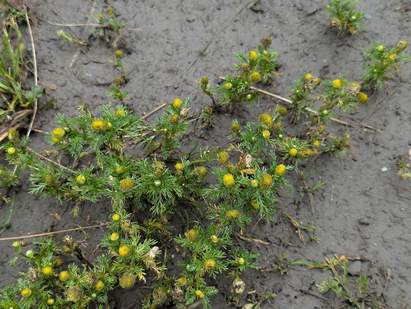 Tripleurospermum limosum photo 3