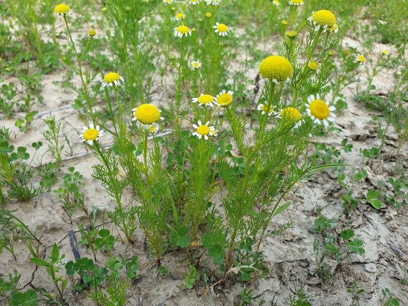 Tripleurospermum limosum photo 4