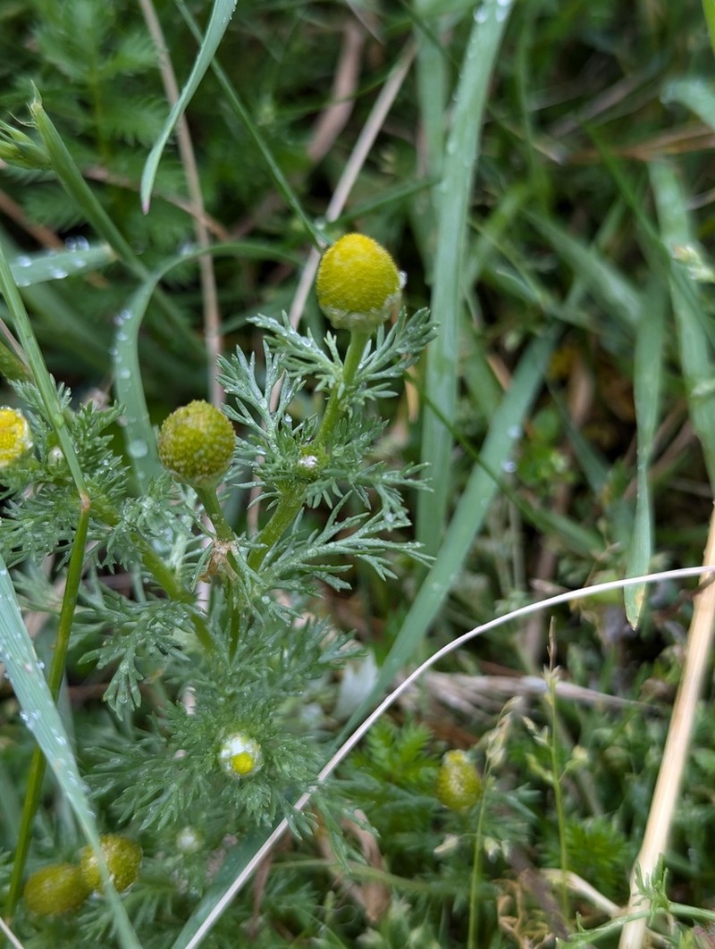 Tripleurospermum limosum photo 5