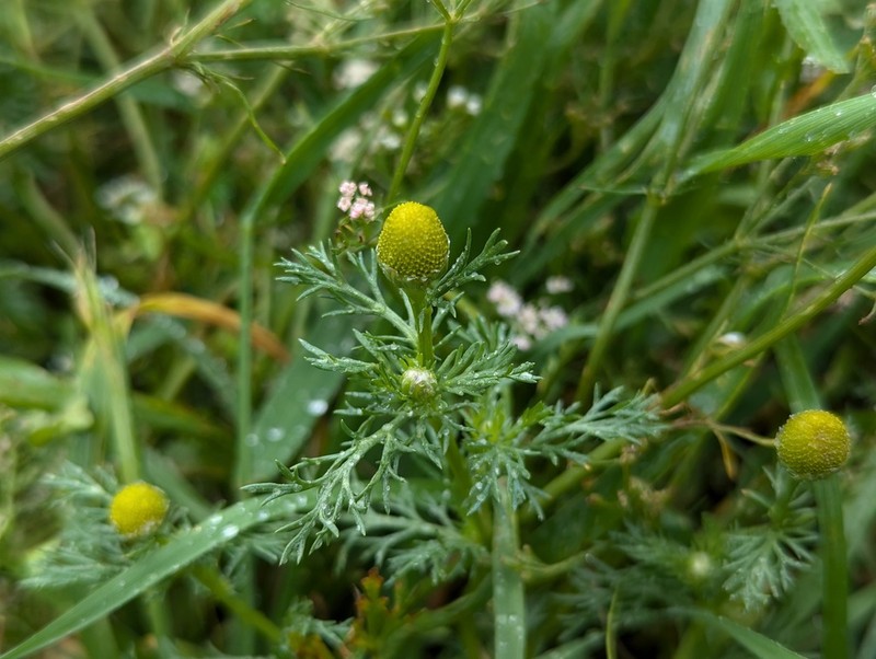 Tripleurospermum limosum photo 6