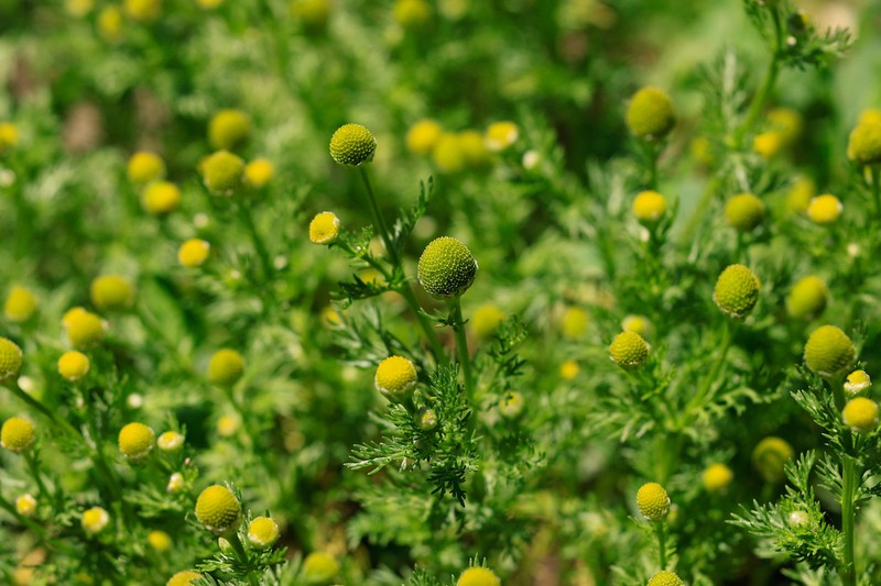 Tripleurospermum limosum photo 7