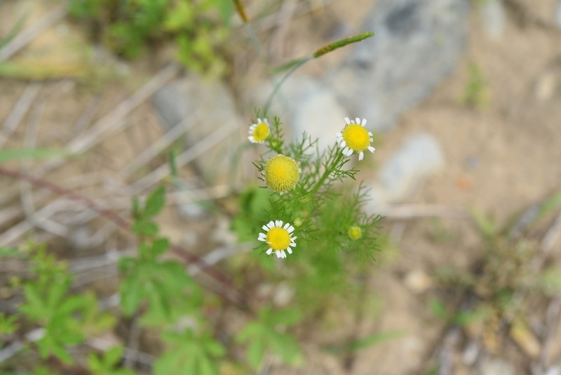 Tripleurospermum limosum photo 8