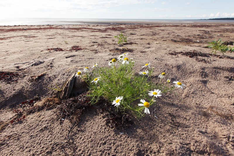 False Mayweed photo 2