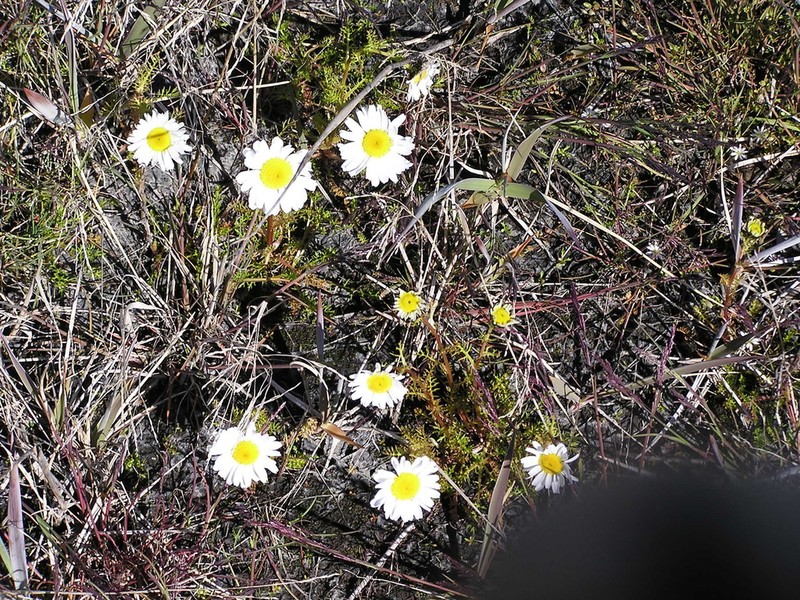 False Mayweed photo 3