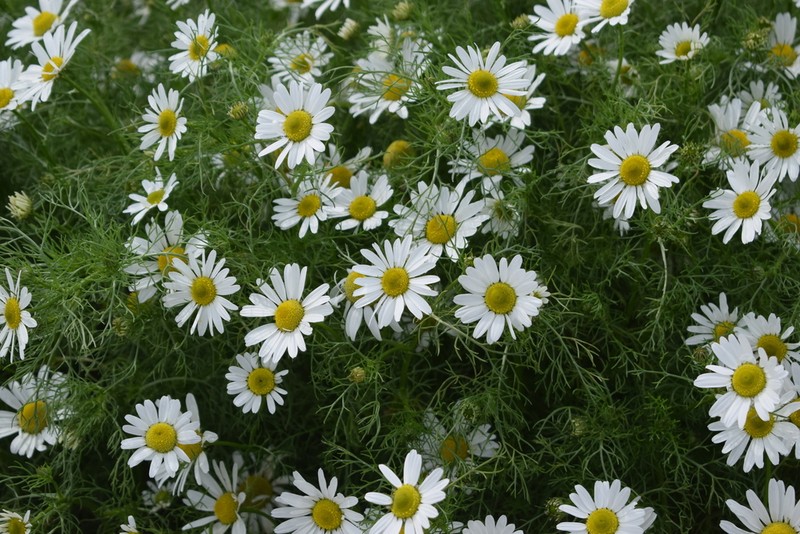 False Mayweed photo 4