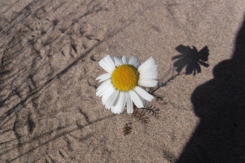 False Mayweed photo 5
