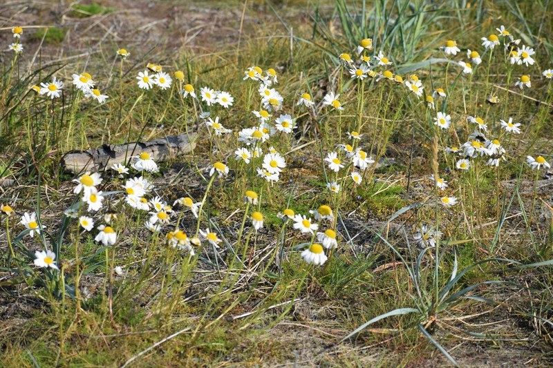 False Mayweed photo 6