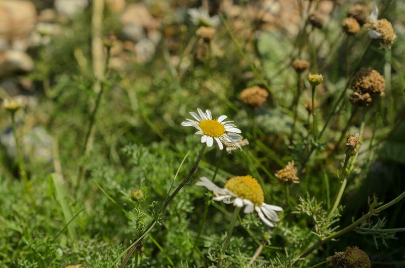 False Mayweed photo 7