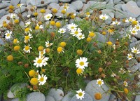 False Mayweed