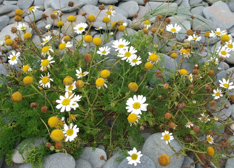 False Mayweed