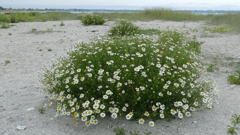 Tripleurospermum maritimum subsp. maritimum