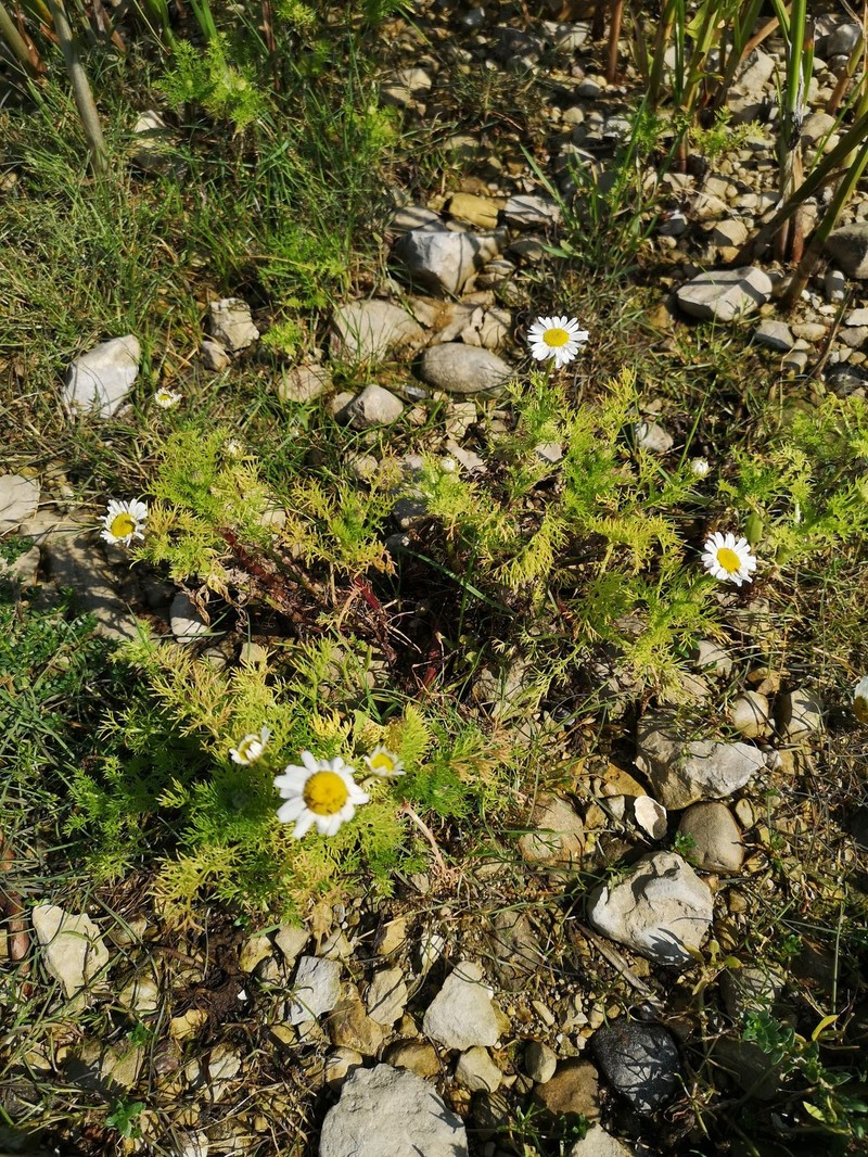 Tripleurospermum maritimum subsp. maritimum photo 2