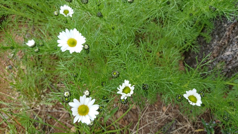 Tripleurospermum maritimum subsp. nigriceps
