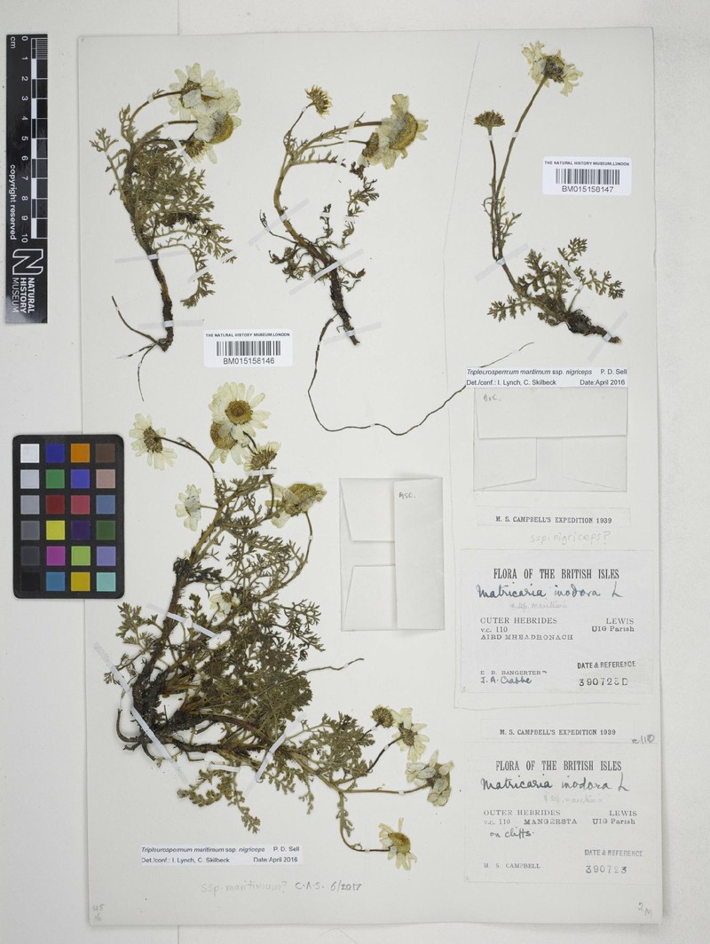 Tripleurospermum maritimum subsp. nigriceps photo 2
