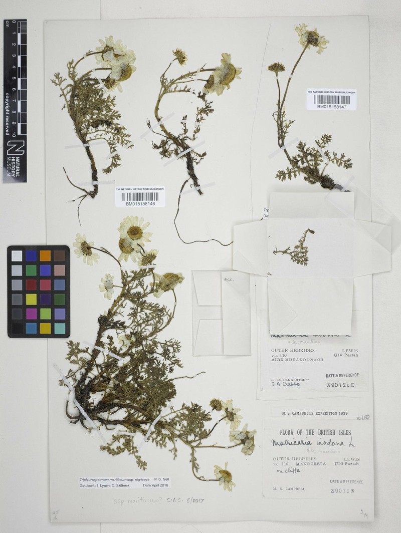 Tripleurospermum maritimum subsp. nigriceps photo 3