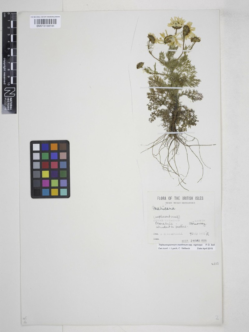 Tripleurospermum maritimum subsp. nigriceps photo 4