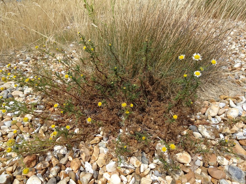 Tripleurospermum maritimum subsp. vinicaule