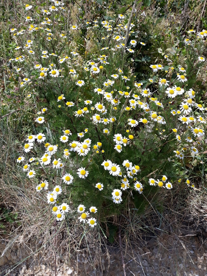 Tripleurospermum maritimum subsp. vinicaule photo 2