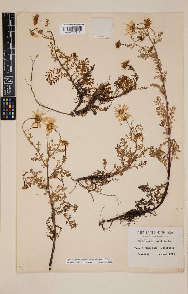 Tripleurospermum maritimum subsp. vinicaule photo 3