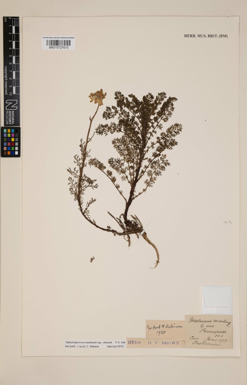 Tripleurospermum maritimum subsp. vinicaule photo 4
