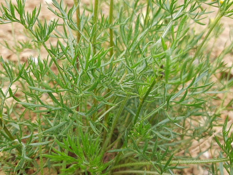 Tripleurospermum melanolepis photo 2
