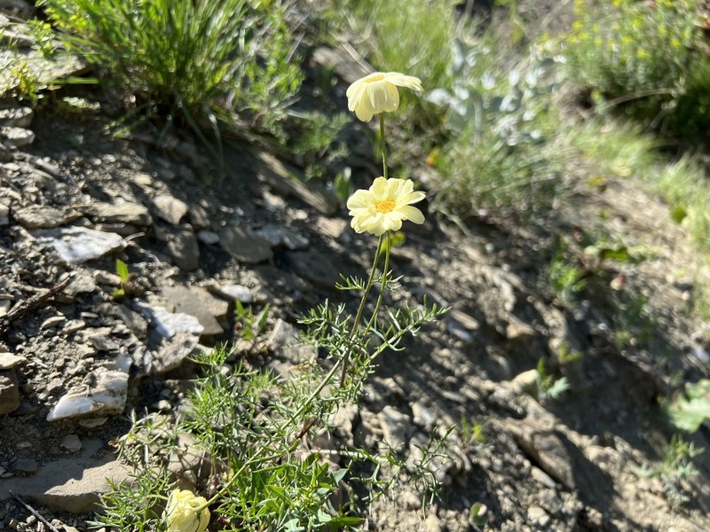 Tripleurospermum melanolepis photo 3