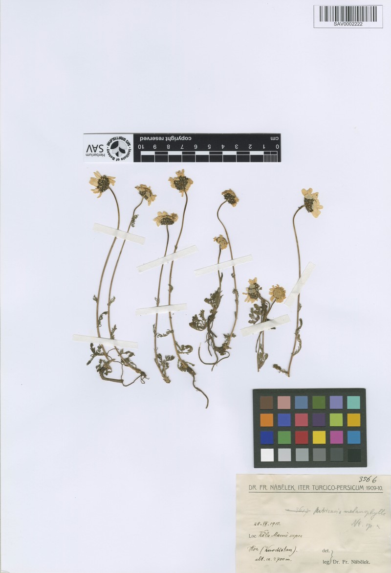 Tripleurospermum melanolepis photo 4