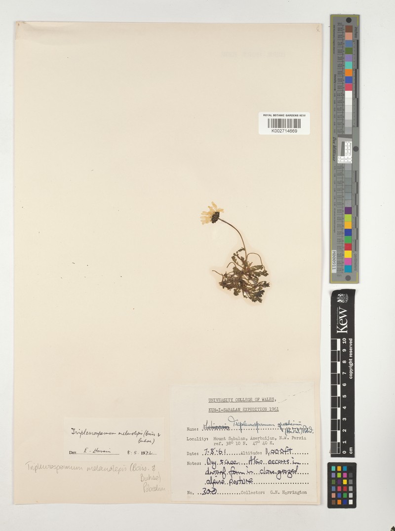 Tripleurospermum melanolepis photo 5