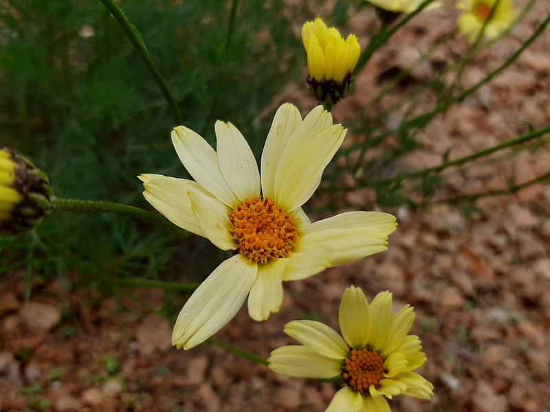 Tripleurospermum melanolepis photo 6