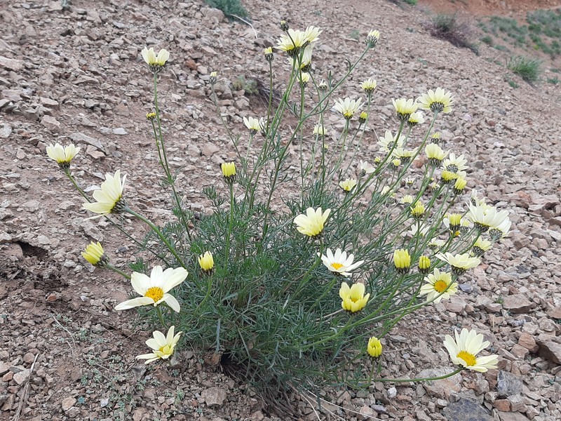 Tripleurospermum melanolepis photo 7