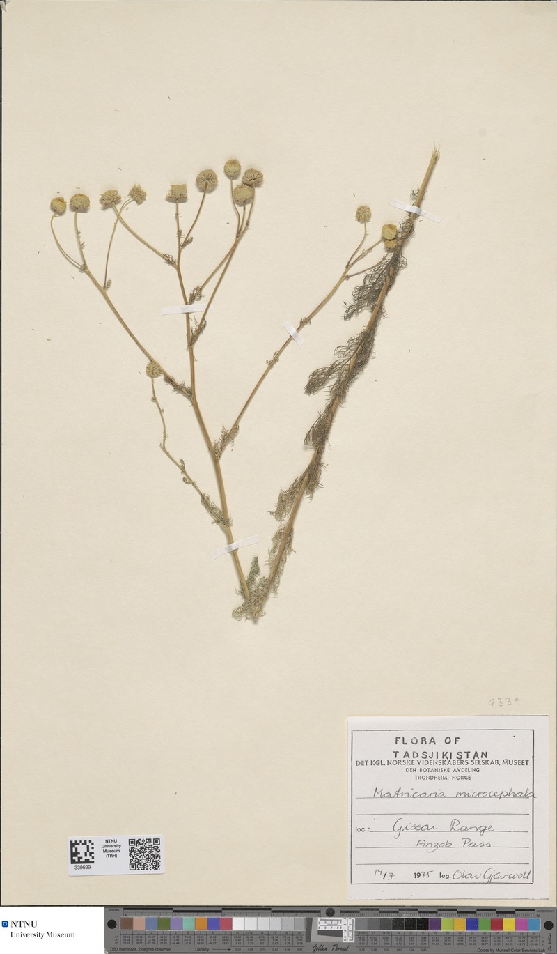 Tripleurospermum microcephalum