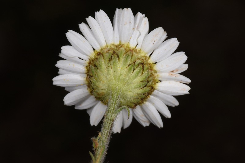 Tripleurospermum oreades
