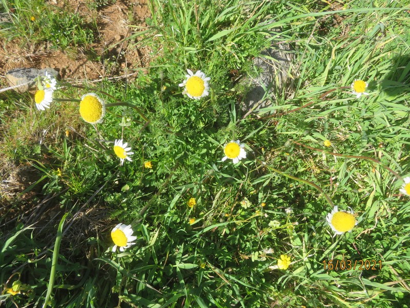 Tripleurospermum oreades photo 2