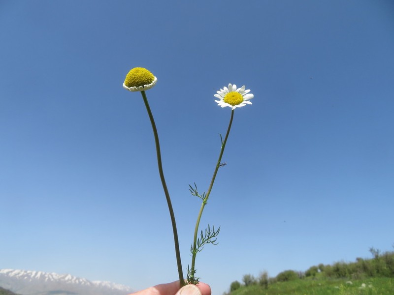 Tripleurospermum oreades photo 3