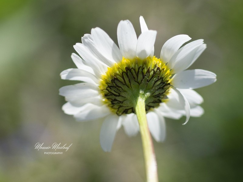 Tripleurospermum oreades photo 4