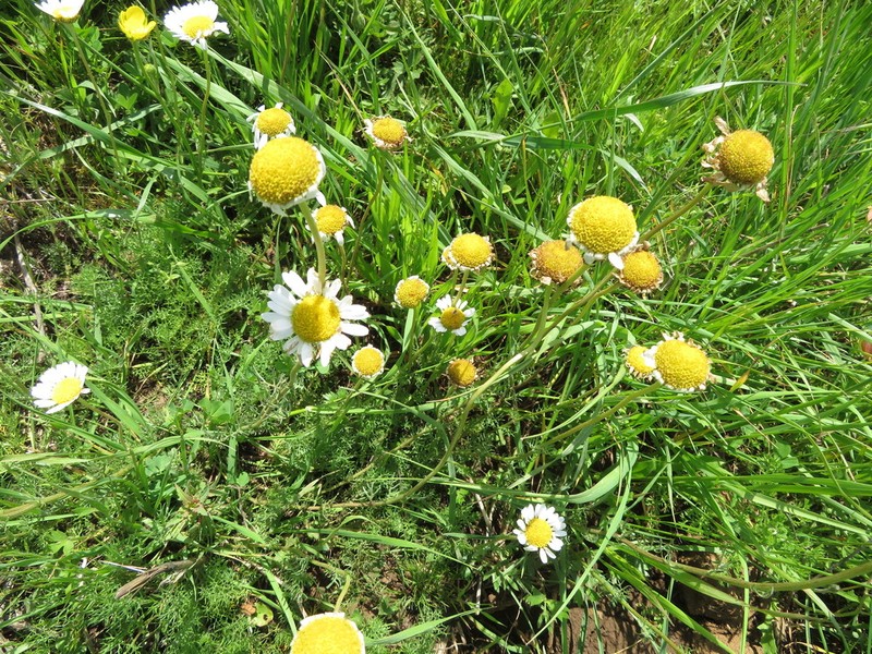 Tripleurospermum oreades photo 5
