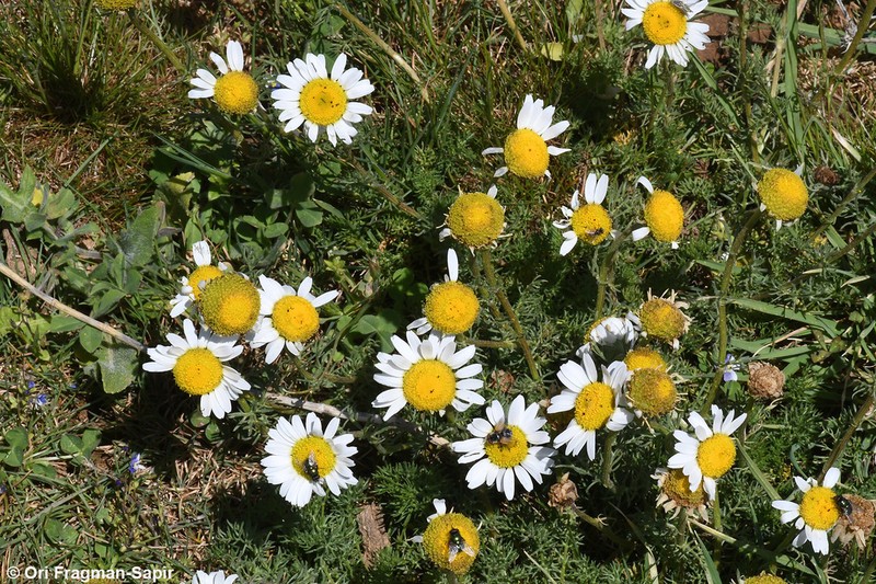 Tripleurospermum oreades photo 6