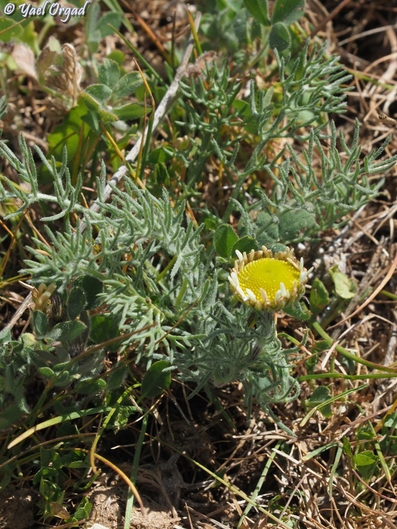 Tripleurospermum oreades photo 7