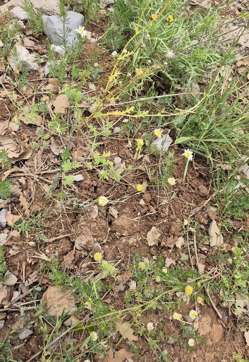 Tripleurospermum oreades photo 8