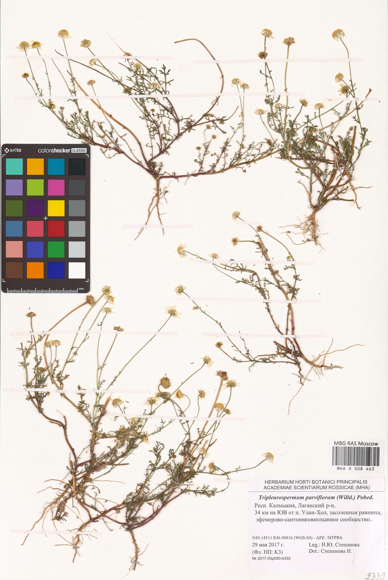 Tripleurospermum parviflorum