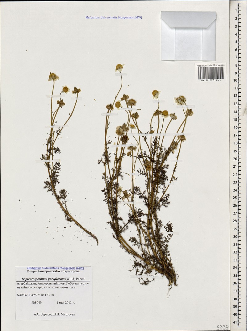 Tripleurospermum parviflorum photo 2