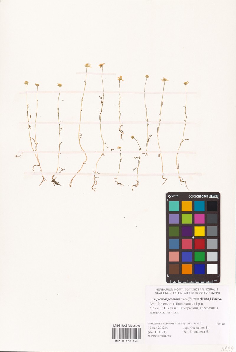 Tripleurospermum parviflorum photo 3