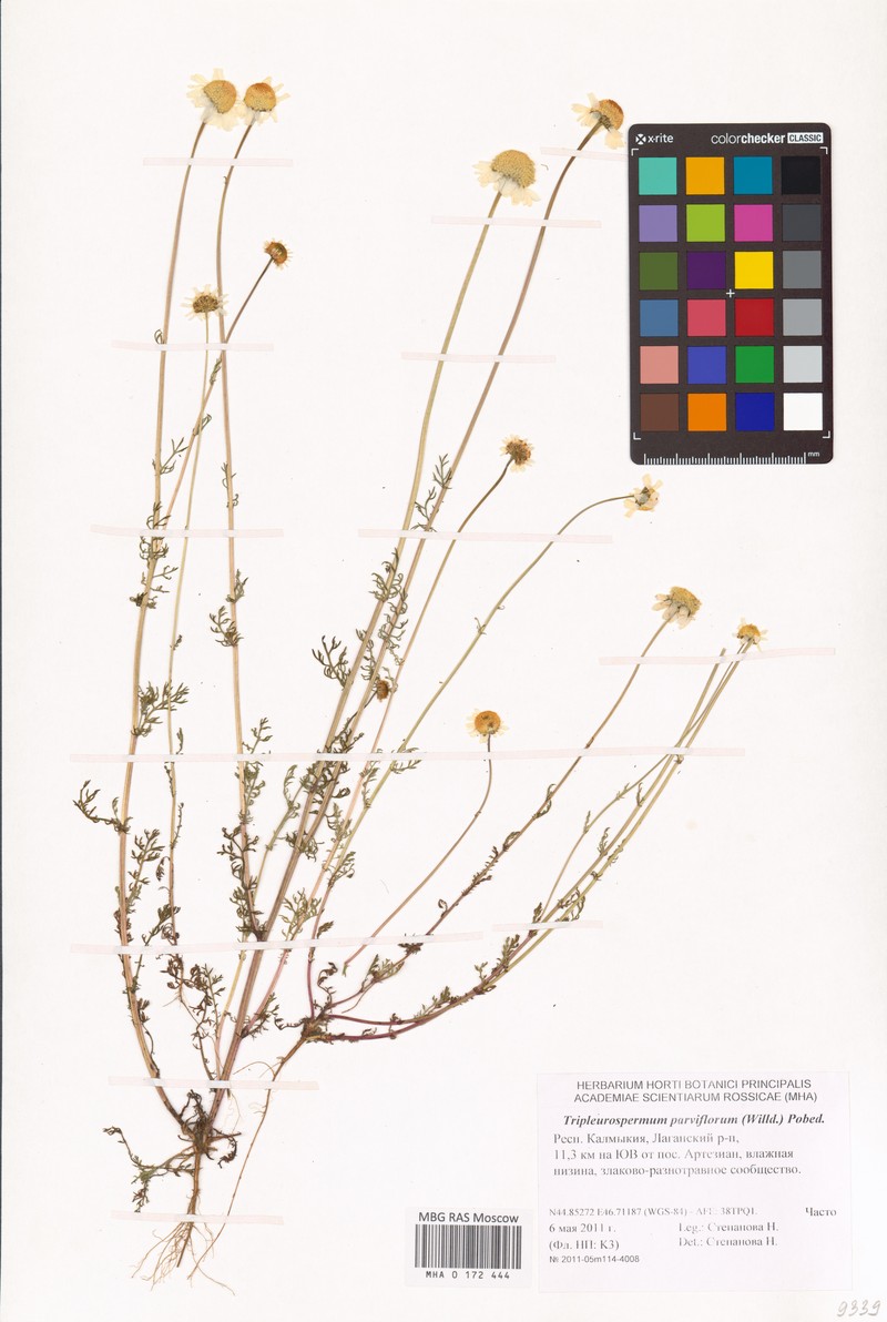 Tripleurospermum parviflorum photo 4